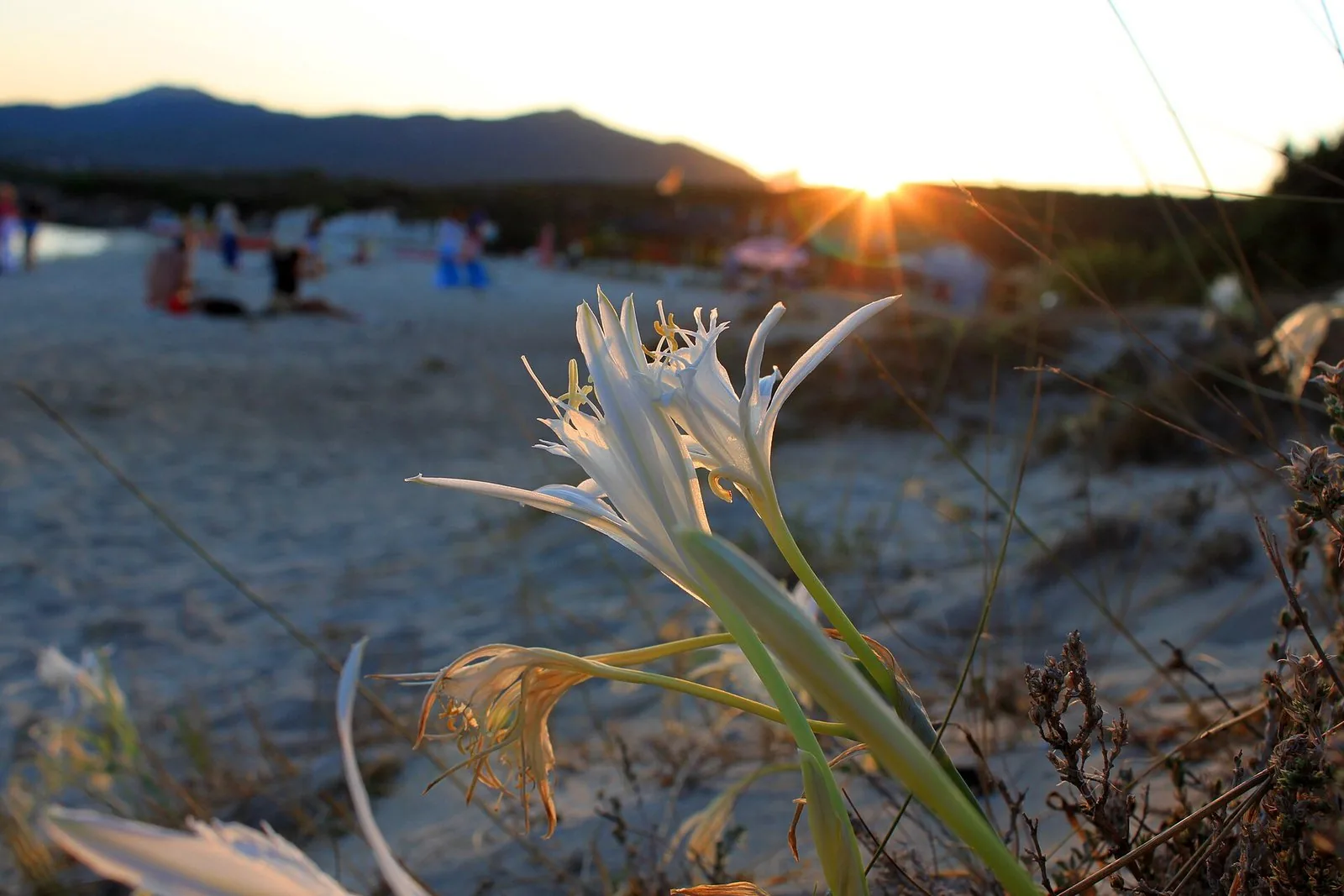 La spiaggia del Golfo di Marinella con acqua chiara e macchia mediterranea